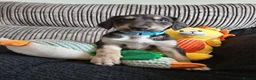 Mixed Breed dogs for sale: Saluki  ** d saluki whippet  - Advert 9