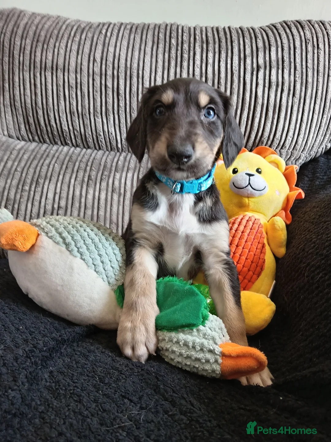 Mixed Breed dogs for sale: Saluki  ** d saluki whippet  - Advert 9
