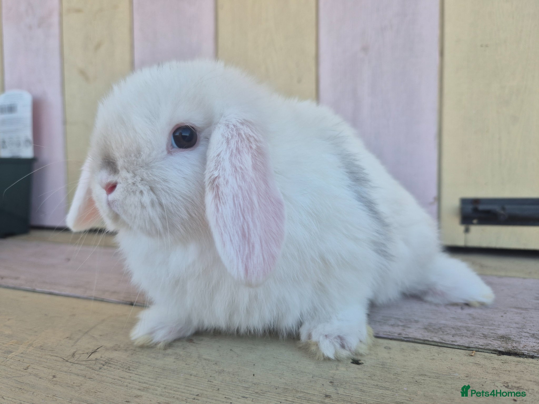 Mini Lop rabbits 🧡Gorgeous and friendly mini lop boys🧡 - Advert 2