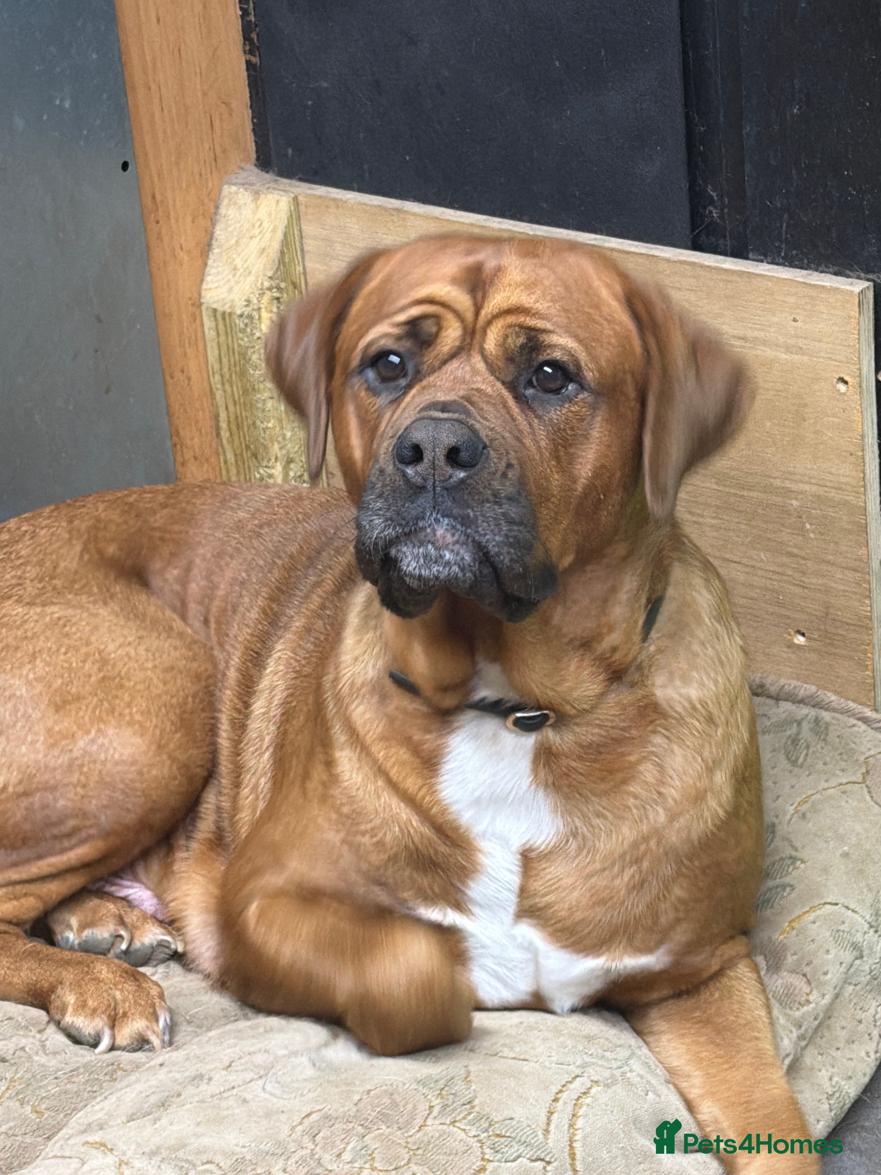 Mixed Breed dogs Mastiff cross puppy  - Advert 1