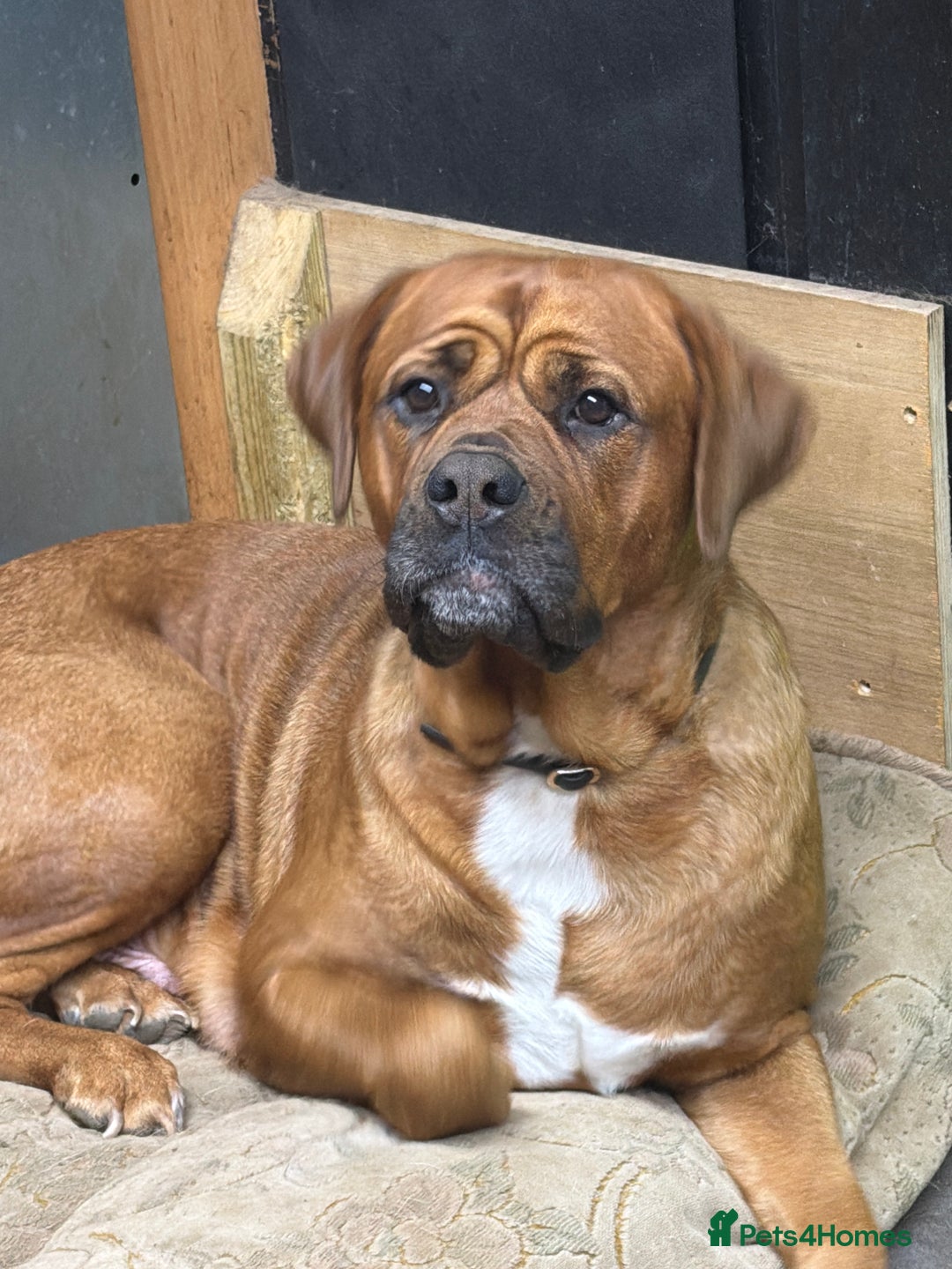 Mixed Breed dogs for sale: Mastiff cross puppy  - Advert 1