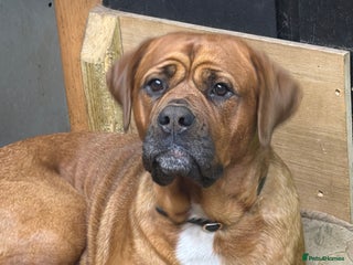 Mixed Breed dogs Mastiff cross puppy - Advert 1