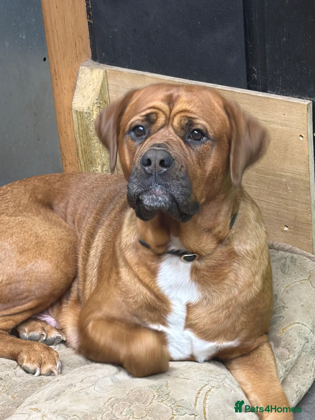 Mixed Breed dogs for sale: Mastiff cross puppy  - Advert 1