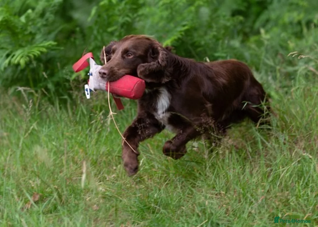 Cocker Spaniel dogs for stud: Cocker spaniel for stud extensively health tested  in Shrewsbury - Advert 6
