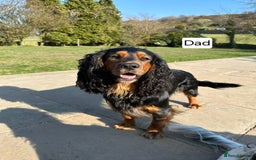 Cocker Spaniel dogs for sale: Stunning Working Cocker Spaniel Pups F1B  - Image 9