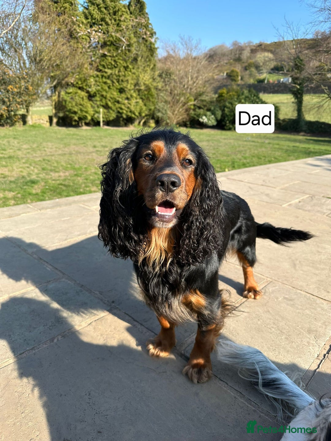 Cocker Spaniel dogs for sale: Stunning Working Cocker Spaniel Pups F1B  - Image 9