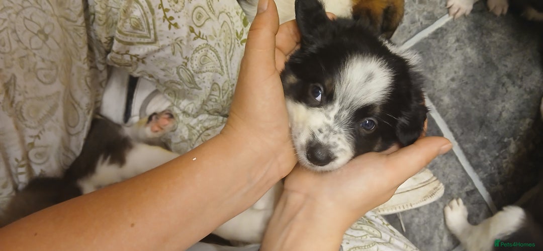 Border Collie dogs for sale: My babies  - Image 6
