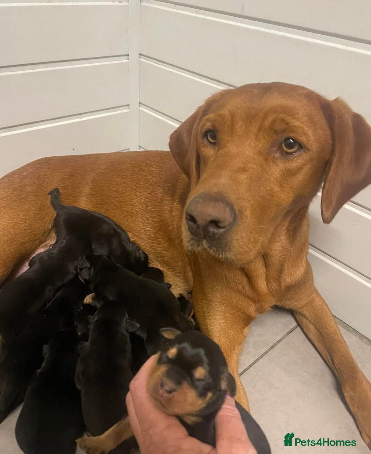 Mixed Breed dogs Rottweiler 👑x Labrador rottador kc parents  👑 - Advert 1