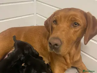 Mixed Breed dogs Rottweiler 👑x Labrador rottador kc parents 👑 - Advert 1