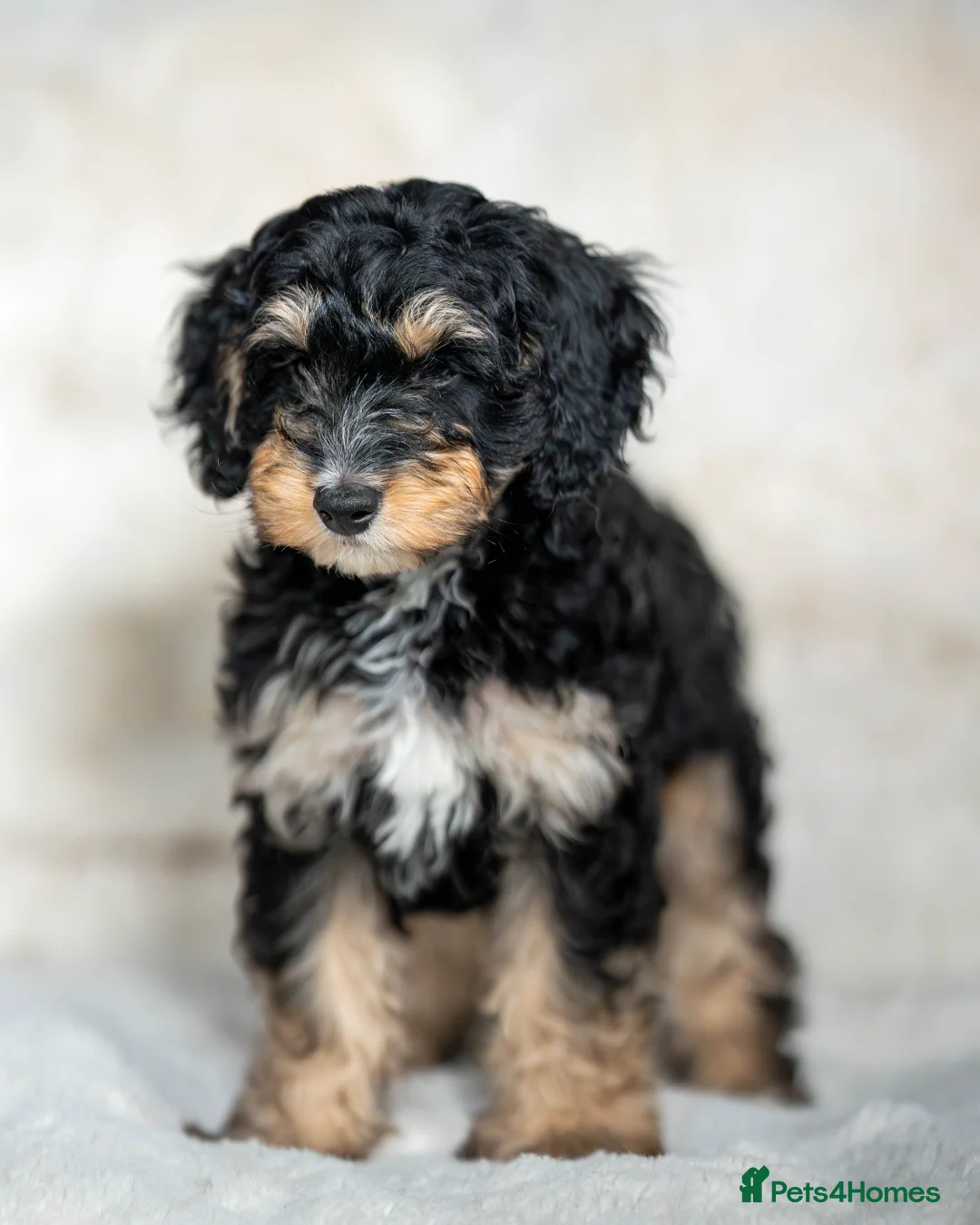 Cockapoo dogs for sale: 6 Stunning Cockapoo Puppies - Advert 15