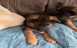 German Shepherd dogs for sale: German Shepherd pups KCRegistered/hip&elbow scored - Image 24