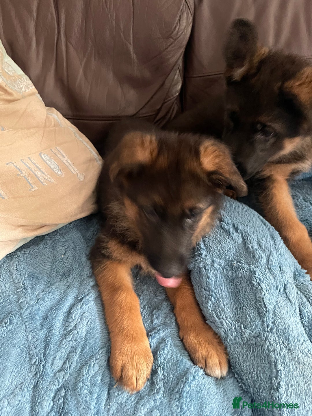 German Shepherd dogs for sale: German Shepherd pups KCRegistered/hip&elbow scored - Image 24