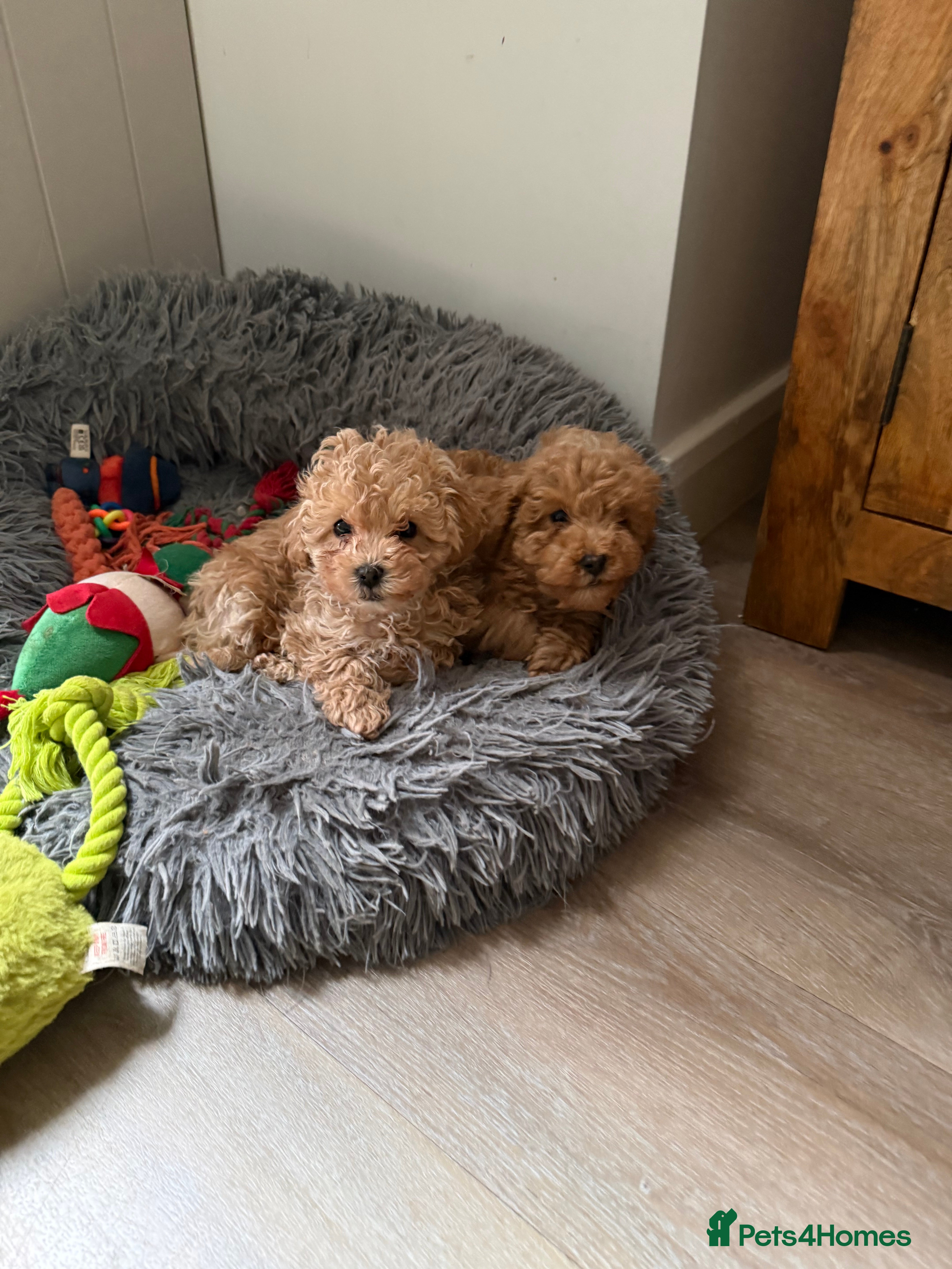 Toy Poodle dogs Toy poodle  ready to leave now  - Advert 13