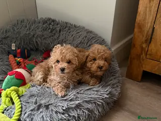 Toy Poodle dogs Toy poodle ready to leave now - Advert 13