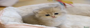 British Shorthair BLUE GOLDEN 