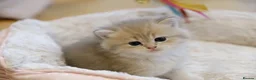 British Shorthair cats for sale: Gorgeous BSH golden kittens pedigree TICA - Advert 1