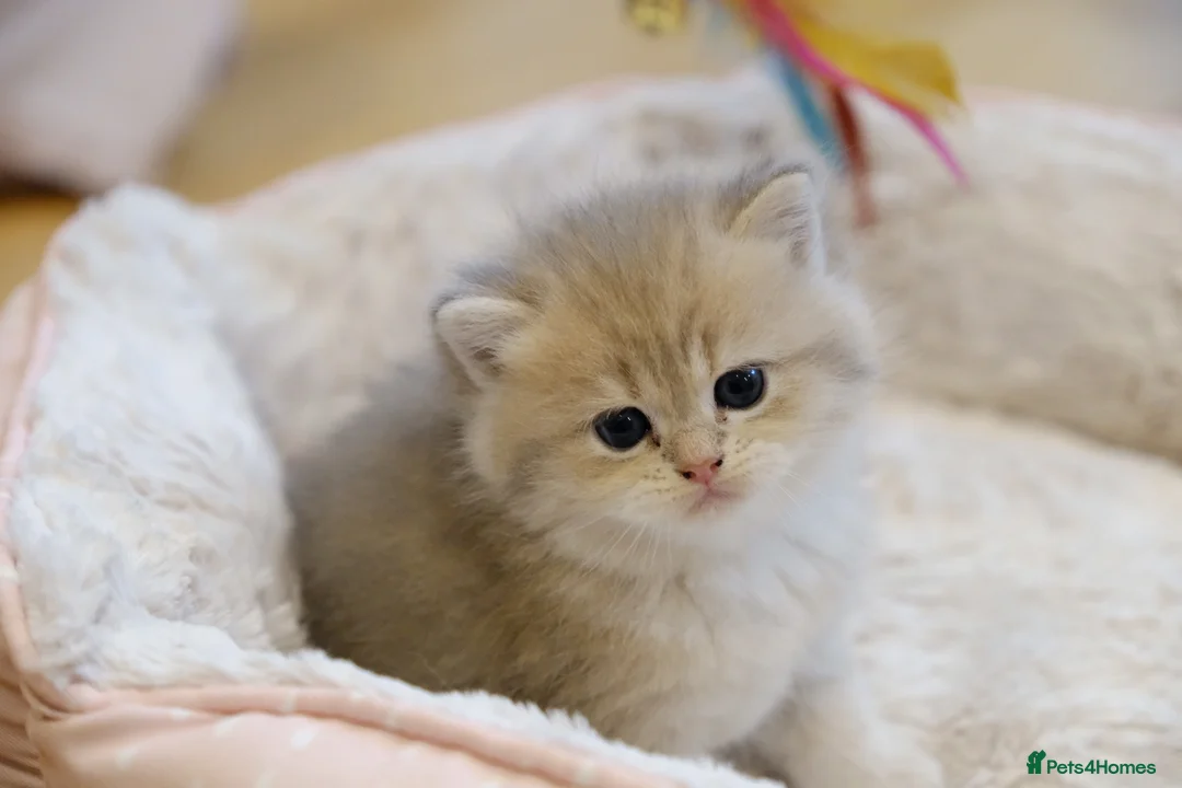British Shorthair cats for sale: Gorgeous BSH golden kittens pedigree TICA - Advert 1