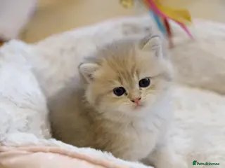 British Shorthair cats Gorgeous BSH golden kittens pedigree TICA - Advert 1