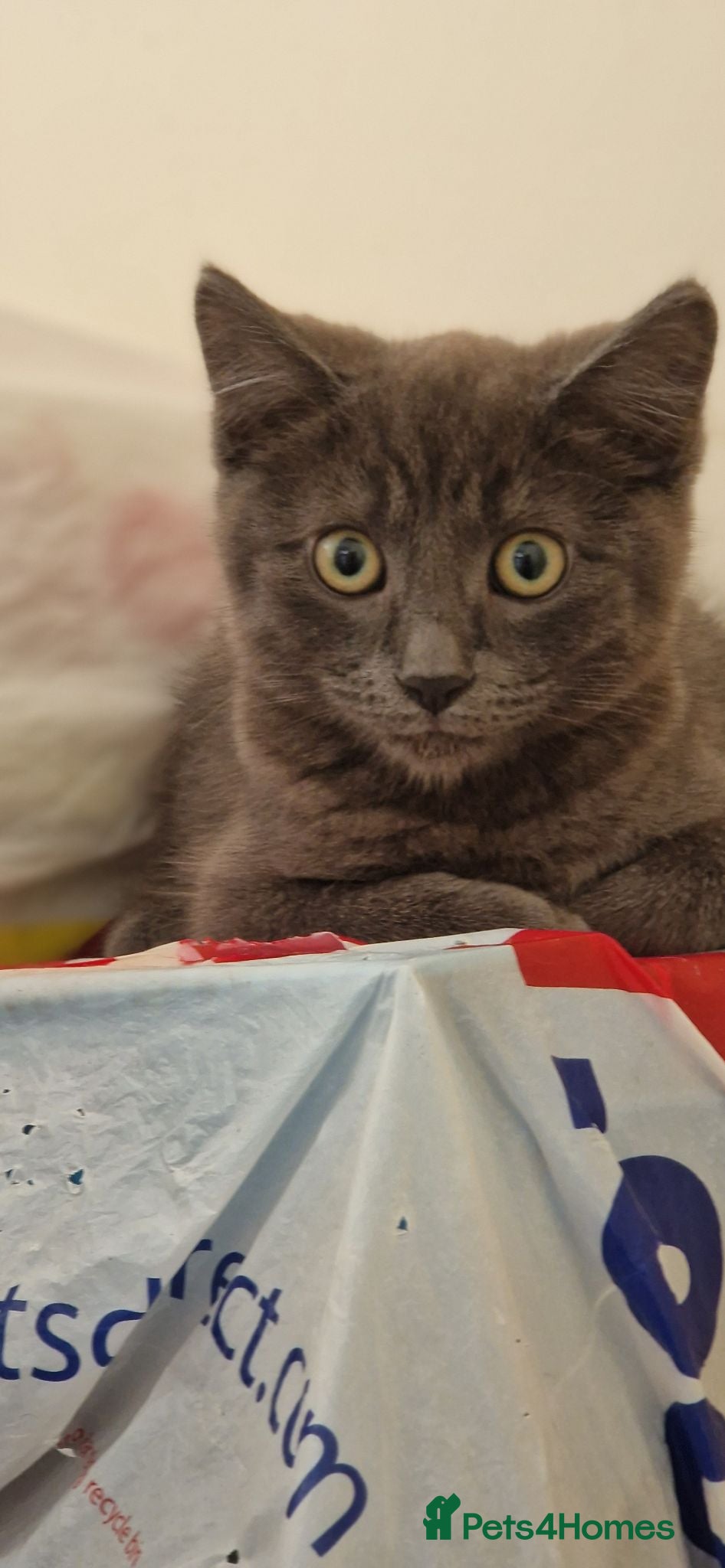 Mixed Breed cats 2 Adult cats, 2 Kittens - Advert 1