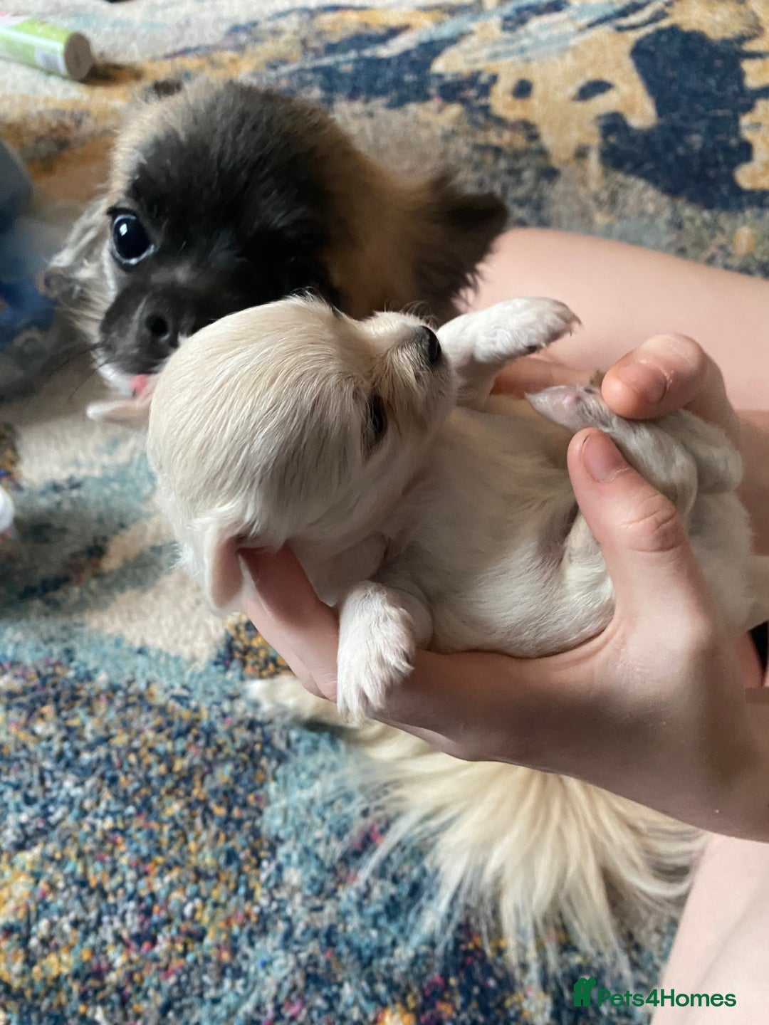 Pomchi dogs for sale: Pomchi puppies - Advert 6