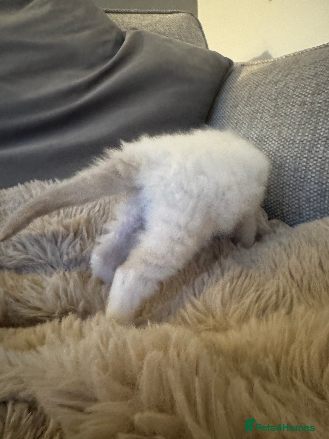 Ragdoll cats for sale: Absolutely Stunning litter of pure Ragdoll kittens - Advert 18