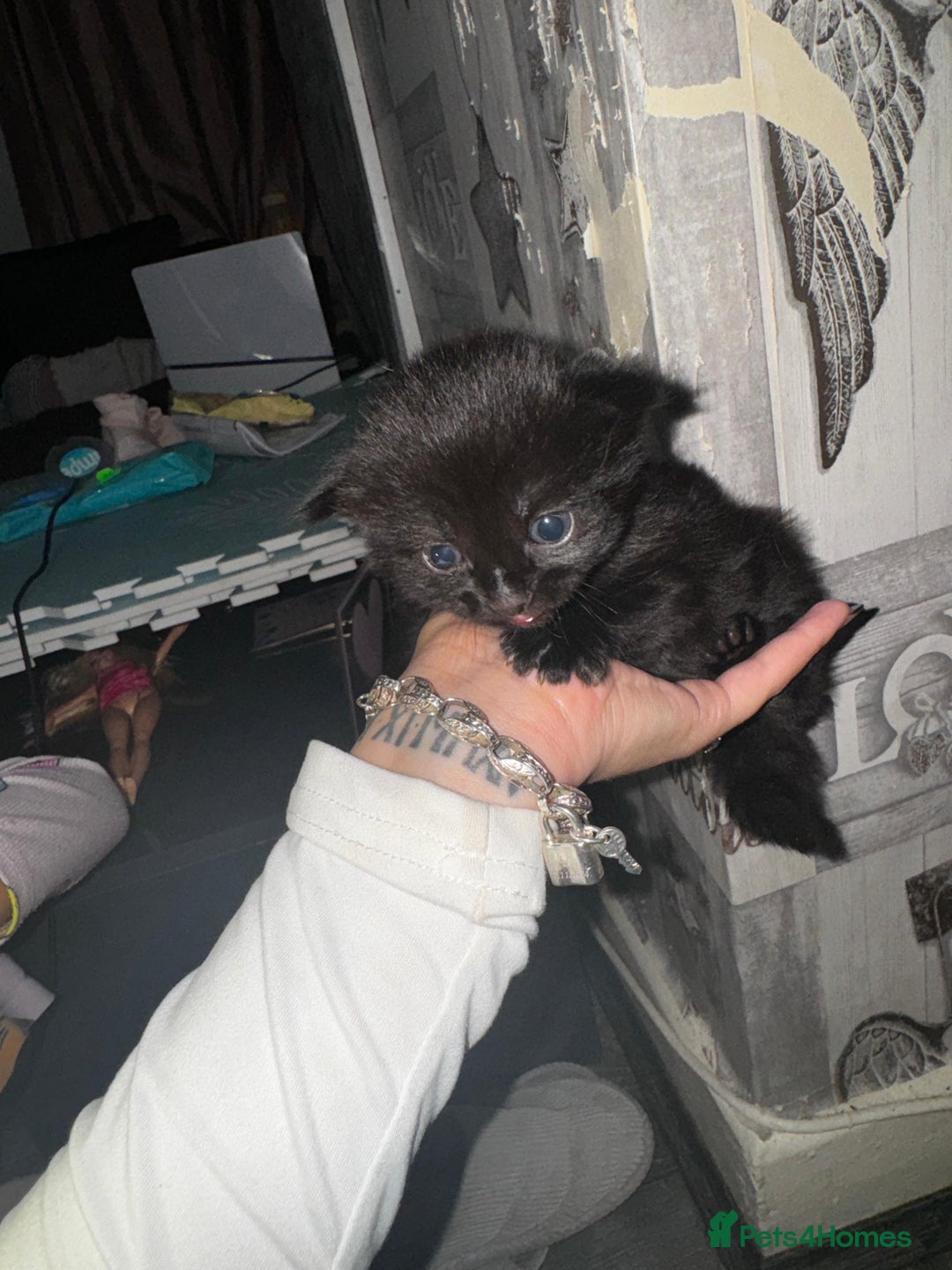 Mixed Breed cats for sale: 2 male 2 female beautiful kittens - Image 11