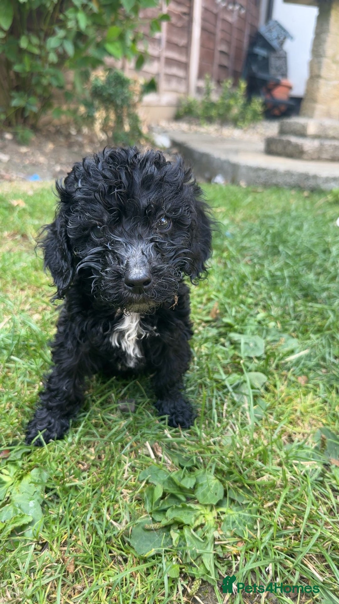 Cockapoo dogs for sale: Cockapoo puppies  - Image 3