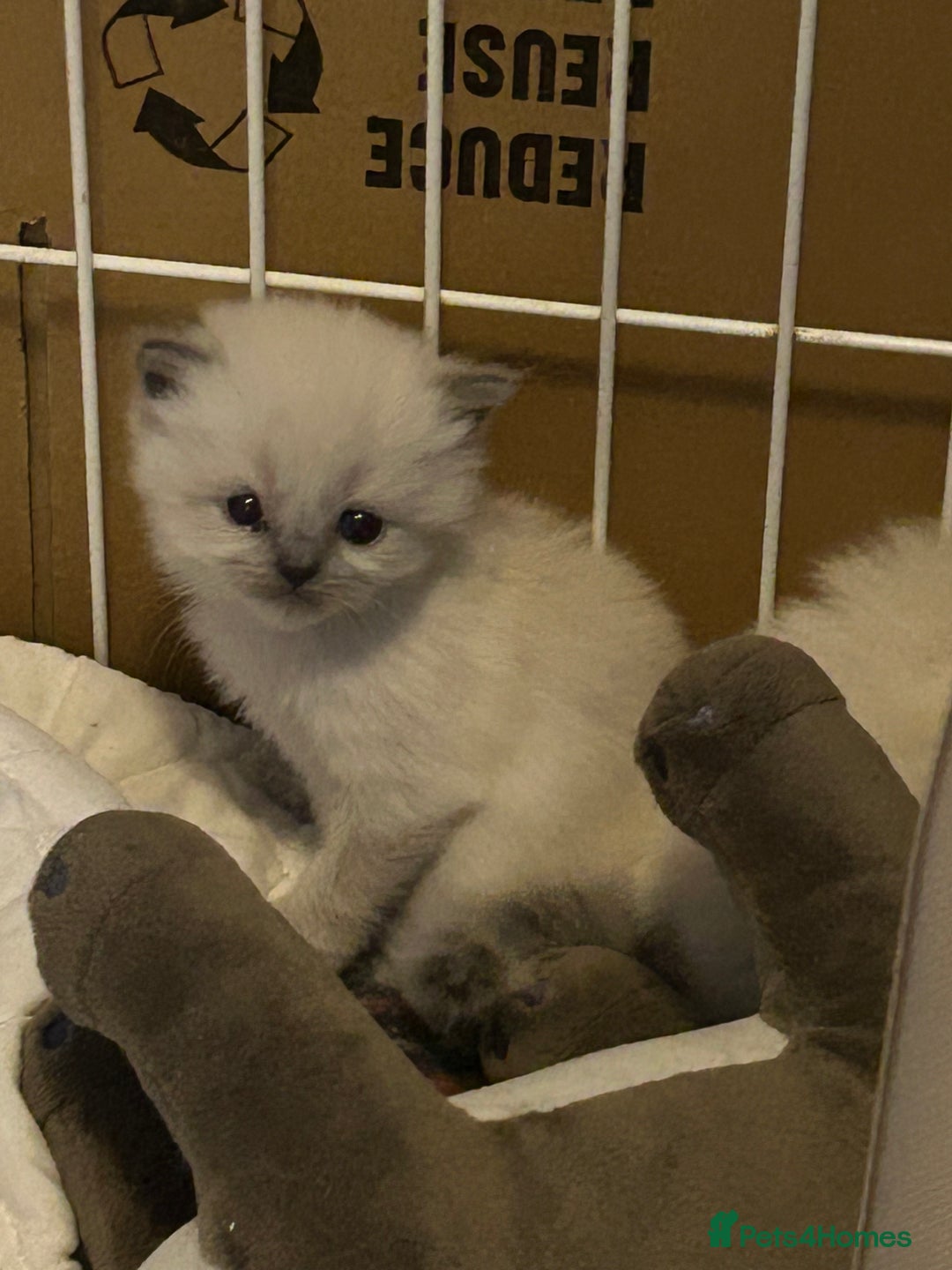 Persian cats for sale: Persian x ragdoll  - Image 6