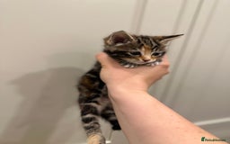 Domestic Shorthair cats for sale: 4 beautiful mix kittens (tabby and colour point) - Image 4