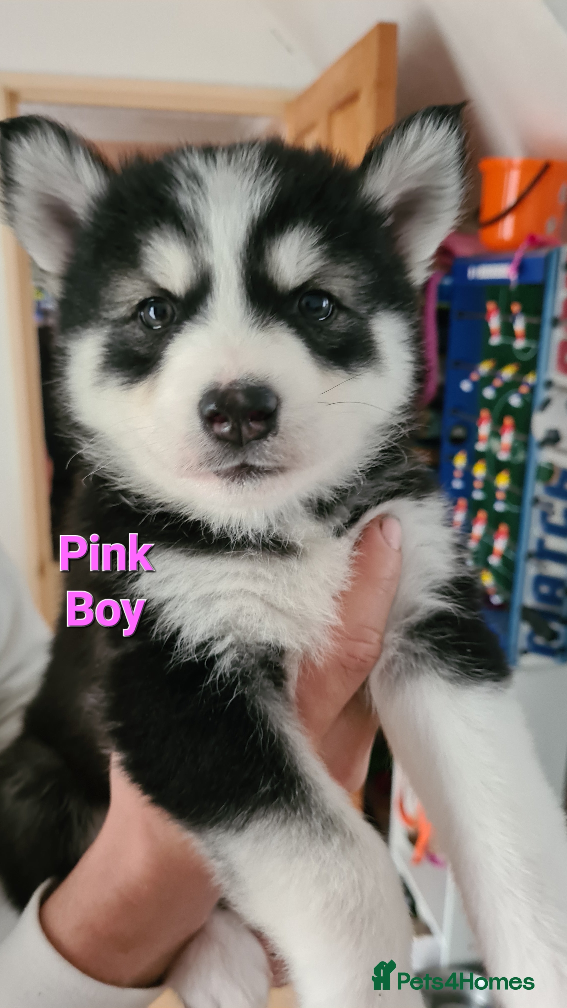 Siberian Husky dogs for sale: Urgent – 2 Siberian Husky Boy Looking for Homes - Advert 7