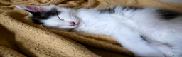 Mixed Breed cats for sale: 🐱 Beautiful Half Maine Coon Kitten For Sale in Llanfairpwllgwyngyll - Advert 10
