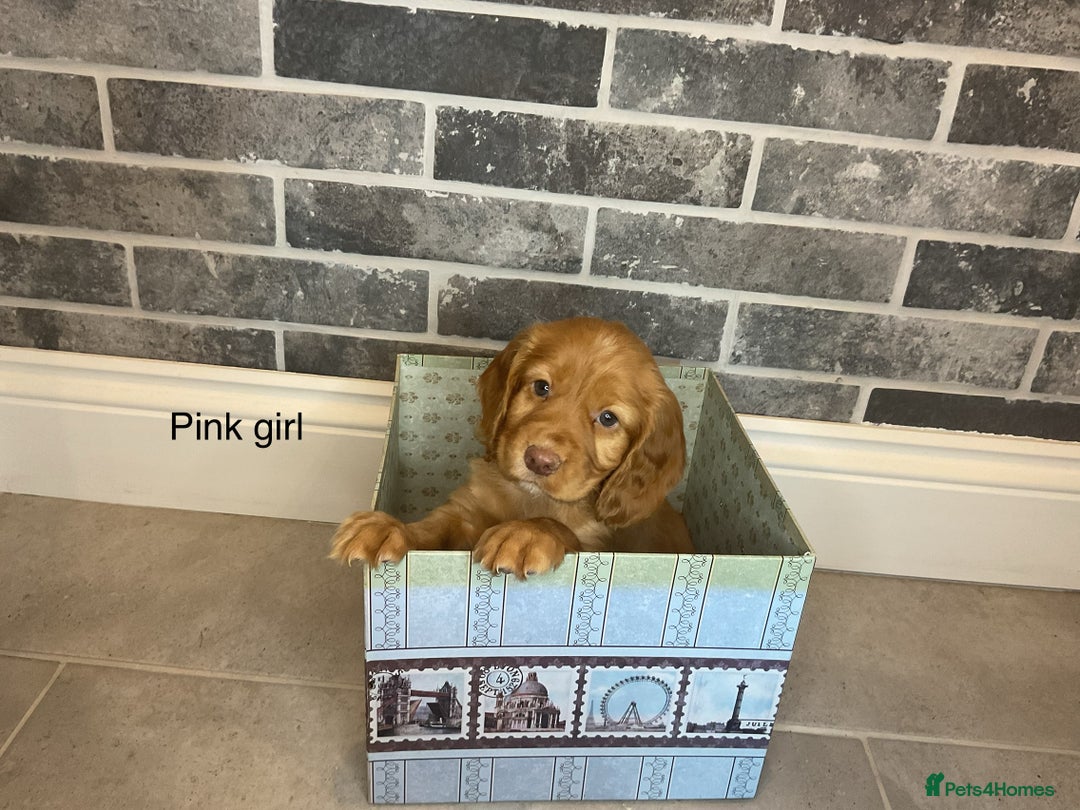 Cocker Spaniel dogs for sale: Hereditary clear working cocker spaniel - Advert 8