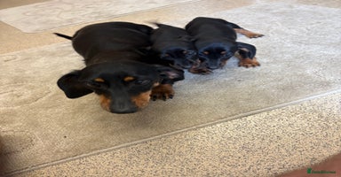 Dachshund dogs - Advert 2