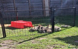 Rex rabbits for sale: Super Cute Baby bunnies! Rex x Lops - Image 2