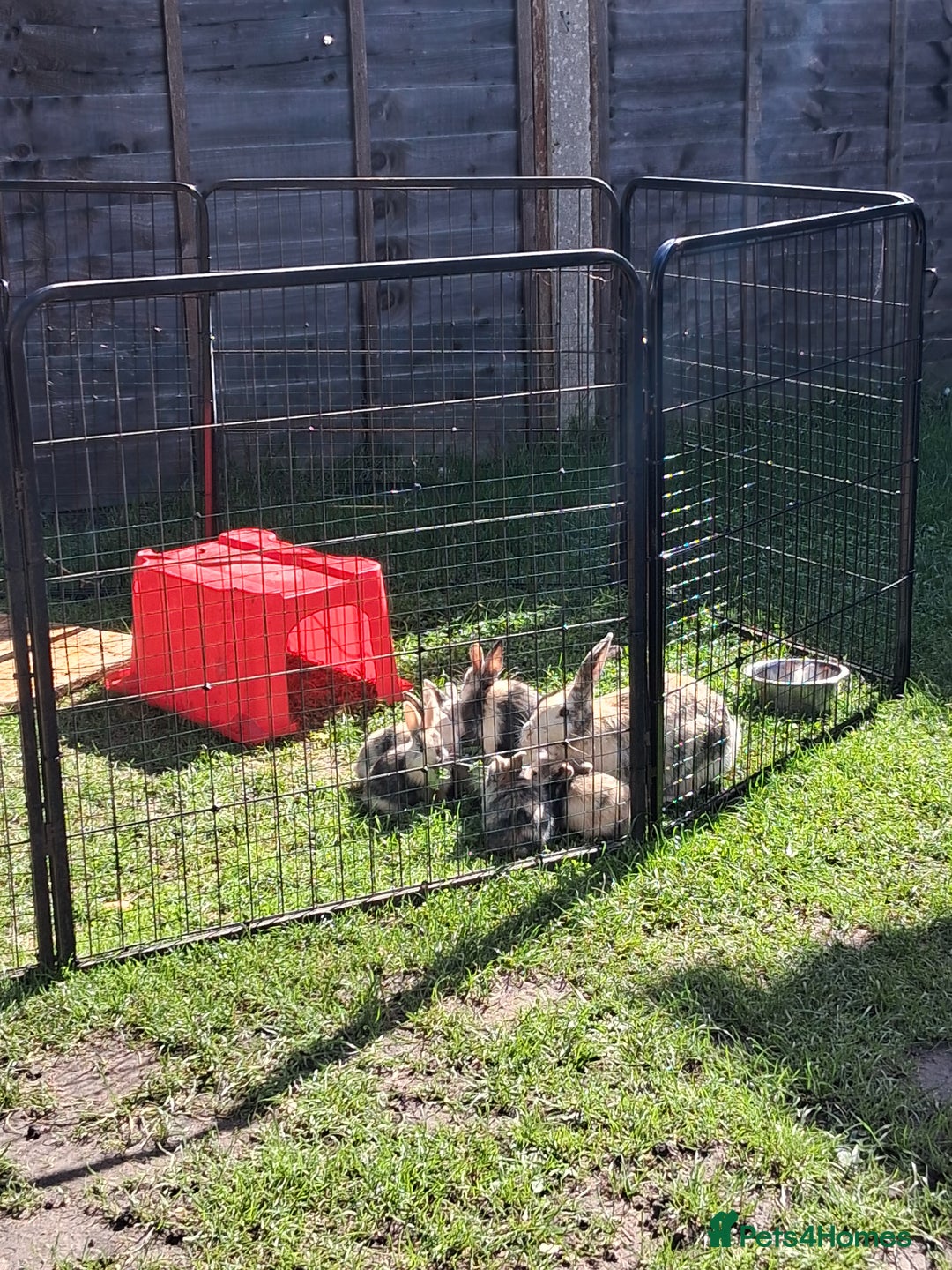 Rex rabbits for sale: Super Cute Baby bunnies! Rex x Lops - Image 2