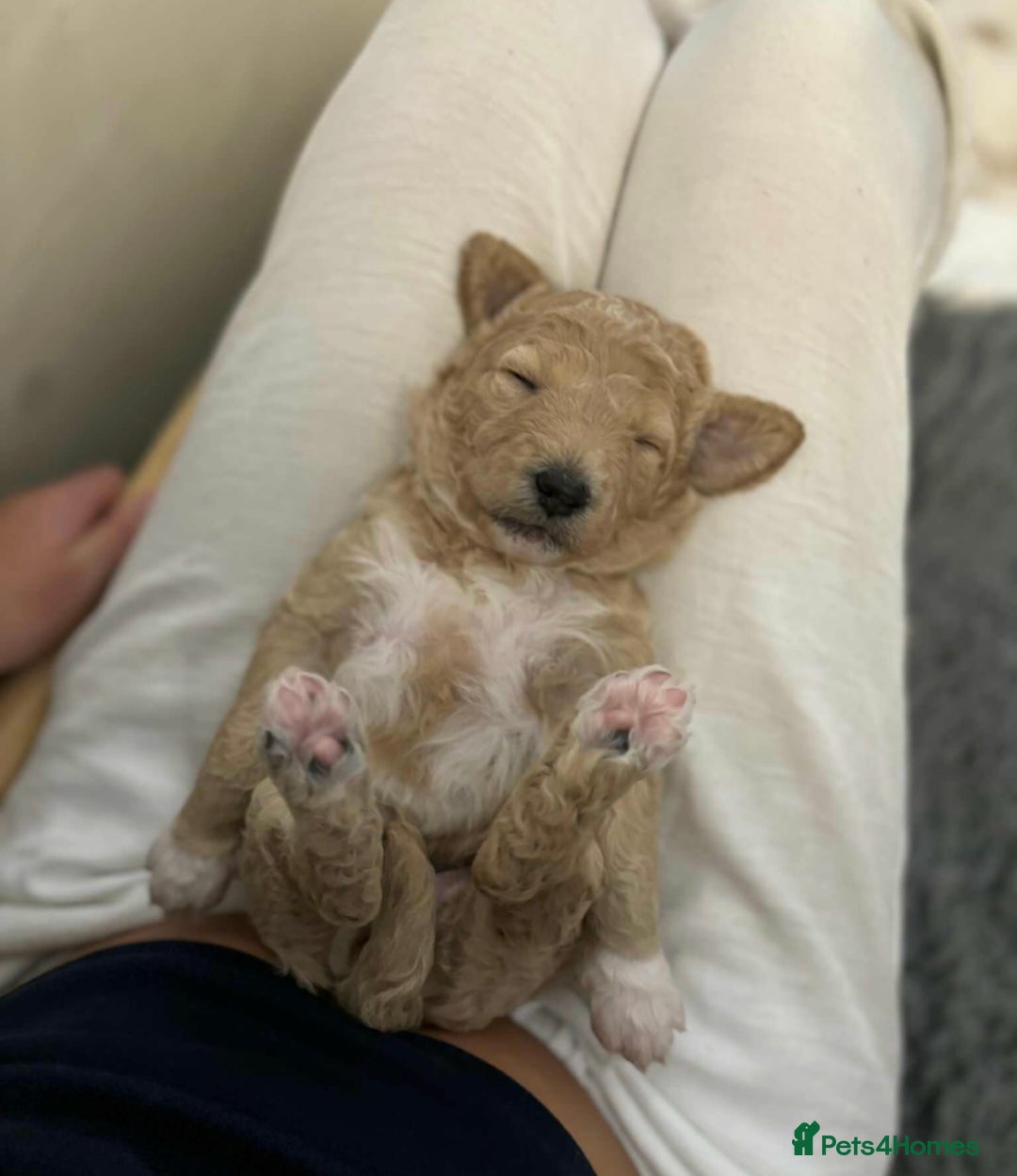 Goldendoodle dogs for stud: Australian double doodle Goldendoodle STUD in Falmouth - Image 10