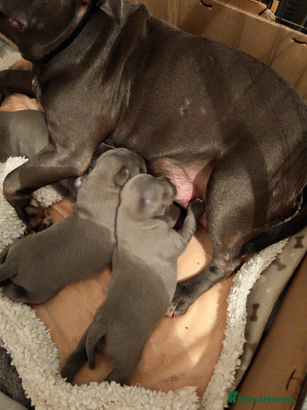 Staffordshire Bull Terrier dogs for sale: Blue chunky Staffordshire pups - Advert 16