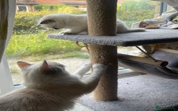 Ragdoll cats for sale: 🌟 Stunning Ragdoll Kittens 🌟 - Image 14