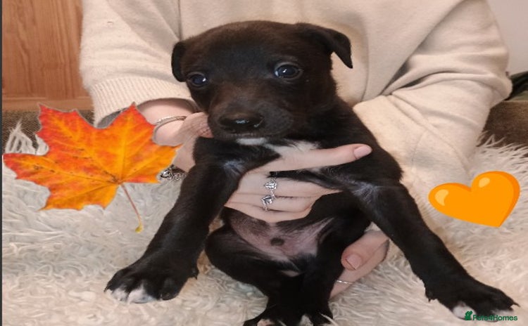 Whippet dogs - Advert 2