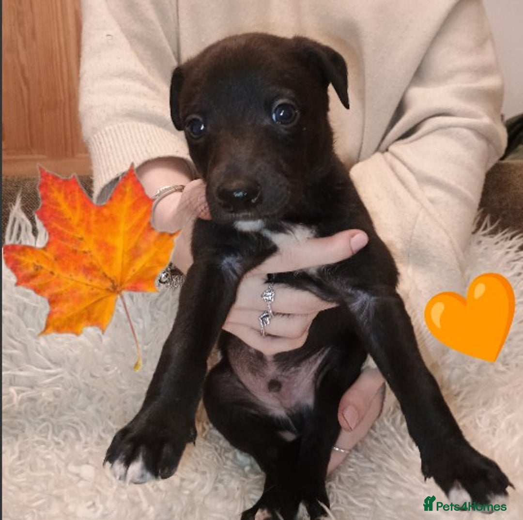 Whippet dogs for sale: Whippet  - Image 1