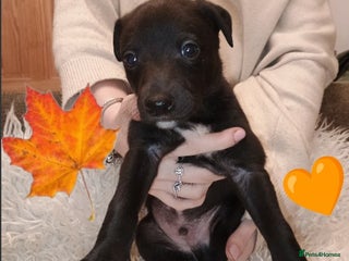 Whippet dogs - Advert 15