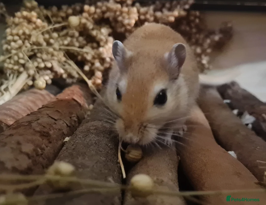 Gerbil rodents for sale: Oak and Birch are ready to find their forever home - Advert 2