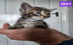 Ragdoll cats for sale: Ragdoll X Kittens - Ready to leave - Image 6