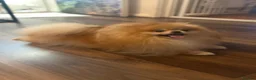 Pomeranian dogs for sale: 2 Beautiful Pomeranian Boys  - Advert 16