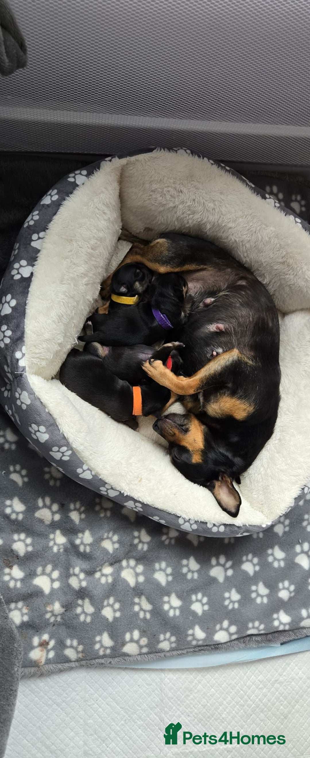 Chihuahua dogs for sale: Chihuahua Puppies - Image 2