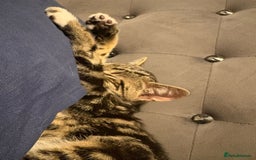Mixed Breed cats for sale: Boy and girl beautiful cats  - Image 5