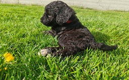 Bordoodle dogs for sale: Borderdoodle  Free five weeks insurance  - Image 2