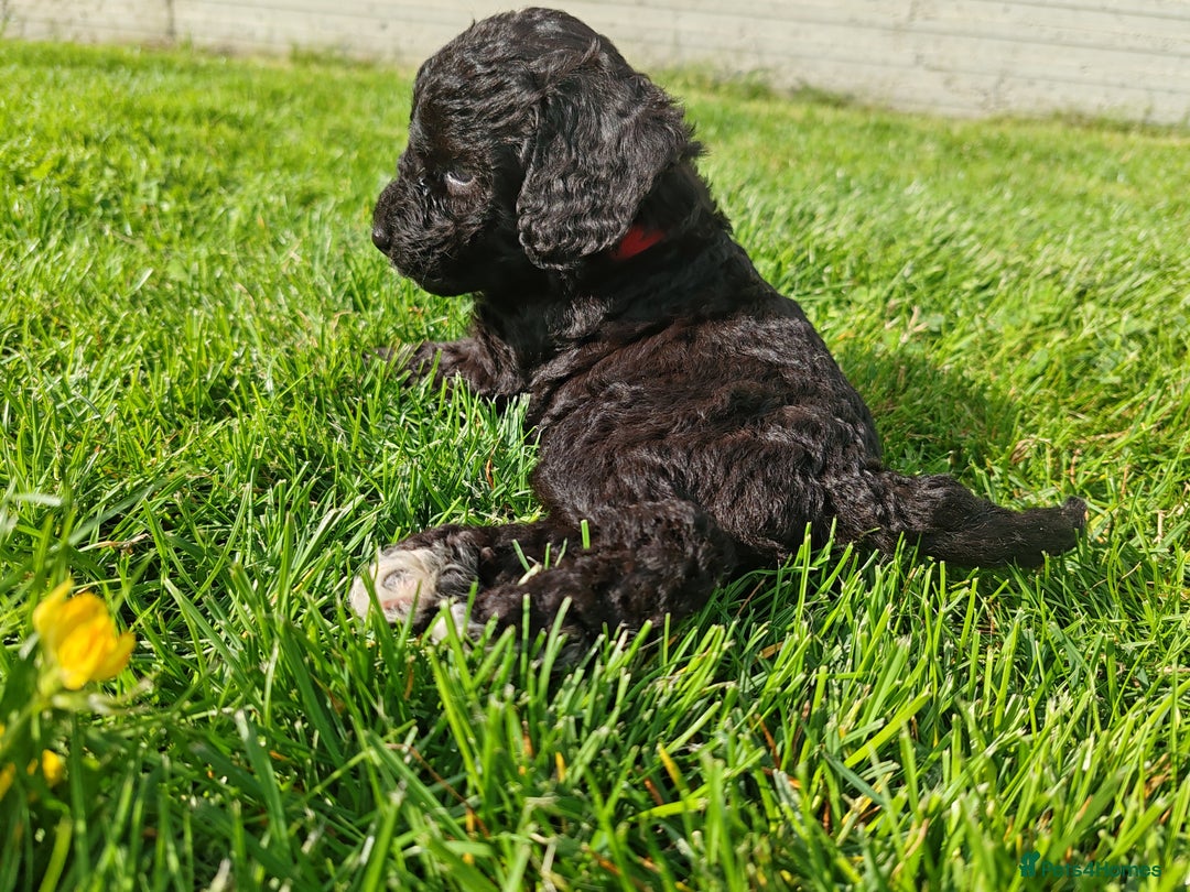 Bordoodle dogs for sale: Borderdoodle  Free five weeks insurance  - Image 2