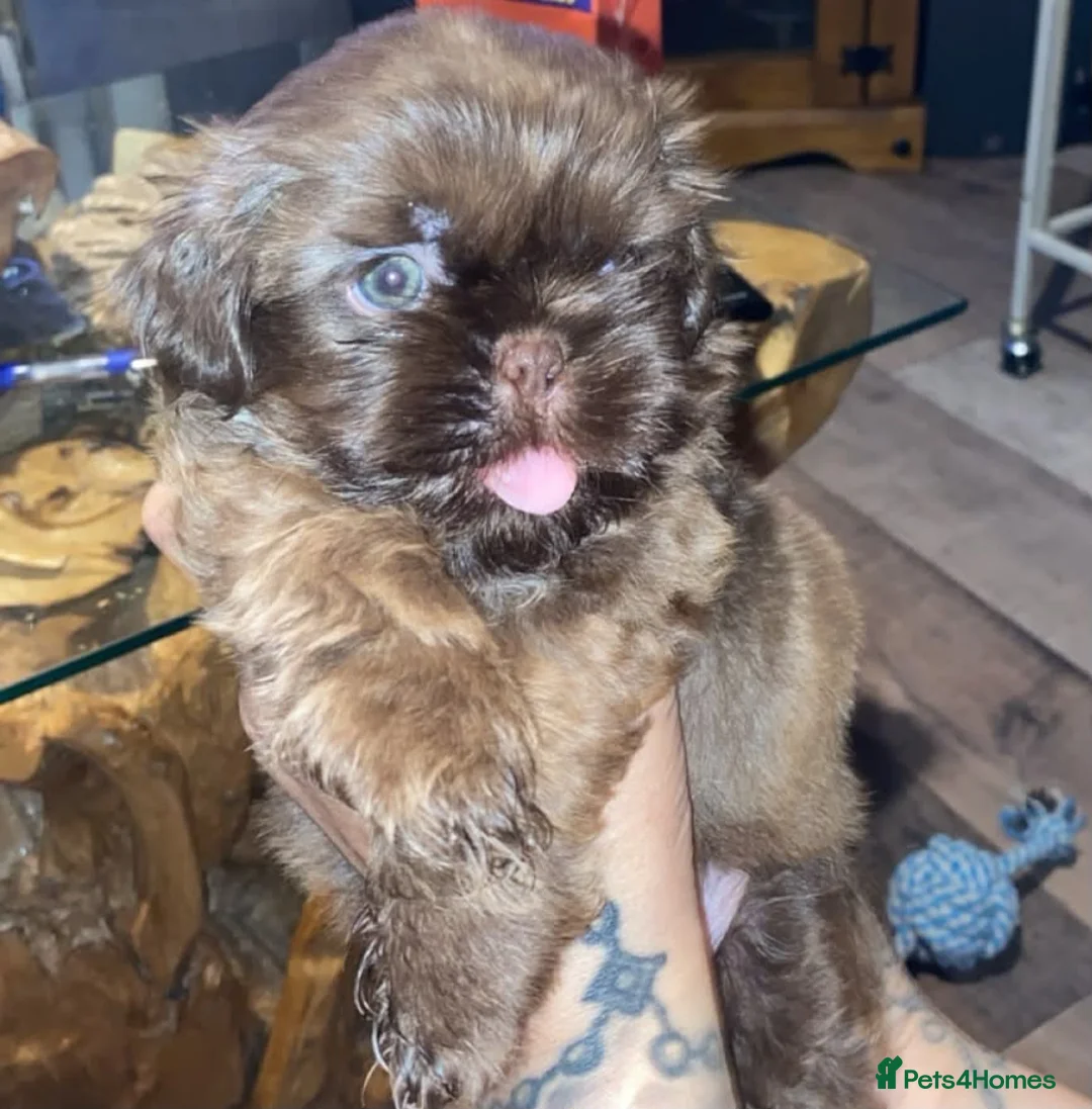 Shih Tzu dogs for sale: Imperial Shih Tzu's - Advert 2