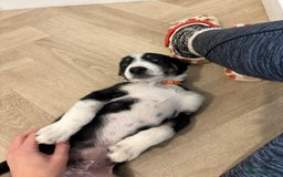 Australian Shepherd dogs for sale: *Ready Now* Australian shepherd puppies - Image 4